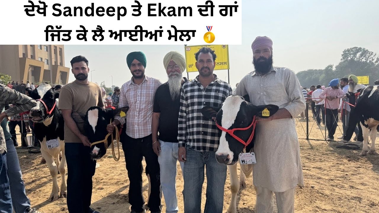ਮੇਲਾ ਜਿੱਤ ਲਿਆ ਸੰਦੀਪ ਅਤੇ ਏਕਮ ਨੇ ,EKAM & SANDEEP COWS GOT 1st & 2nd POSITION IN BREED COMPETITION 