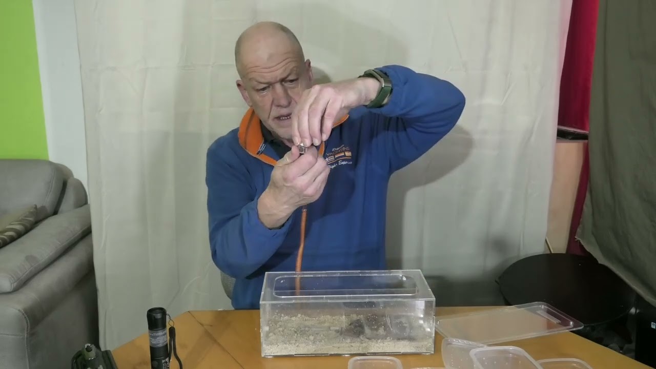 Lasius niger 2026   1