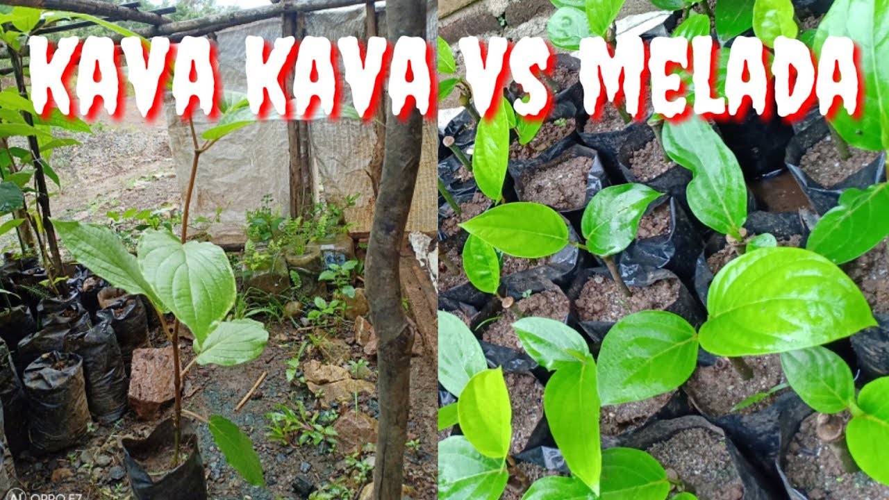 Perbedaan Melada vs Kava Kava