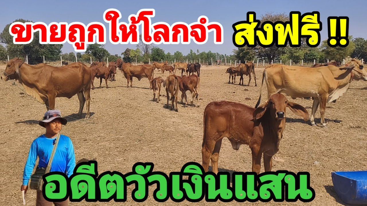 1 ก.พ.69 ยิ่ง กว่า ถูก หวย อดีตวัวเงินแสน ถูกกว่านี้ไม่มีแล้ว  ต้า สารคาม