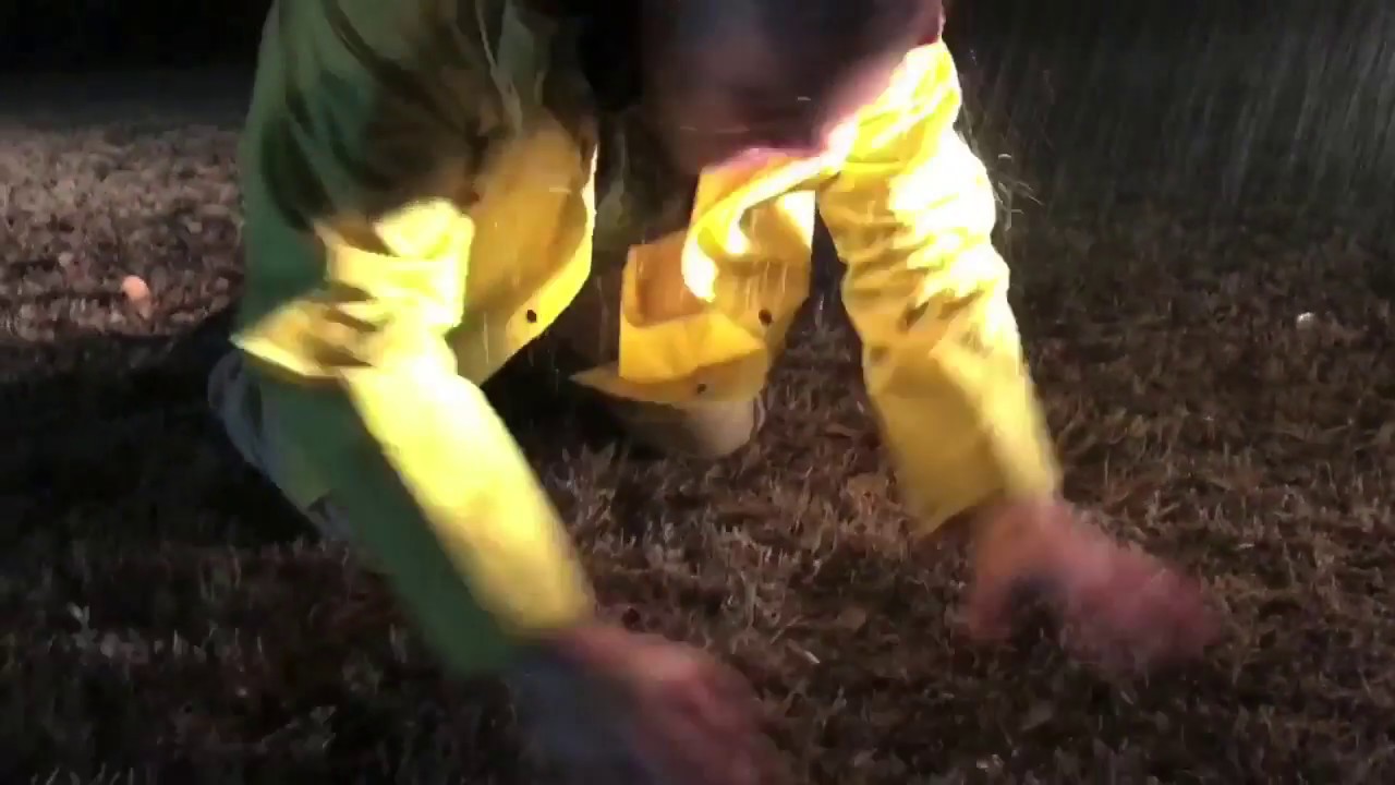 Dennis Nedry vs  Dilophosaurus