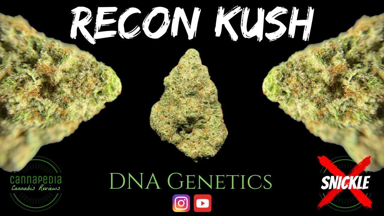 Recon Kush Strain Review - DNA Genetics - Cannapedia