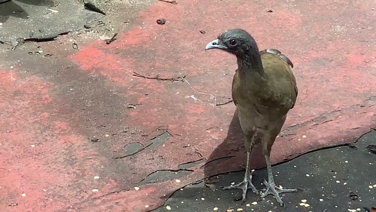 GUACHARACA IN VENEZUELA 