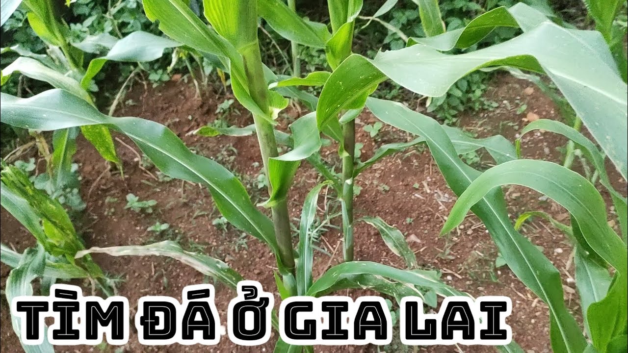 Gia Lai vùng đất đỏ đá xanh hành trình dạo chơi của LNJ