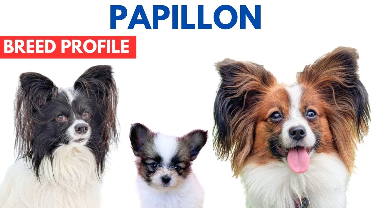 Papillon Breed Profile History - Price - Traits - Papillon Grooming Needs - Lifespan