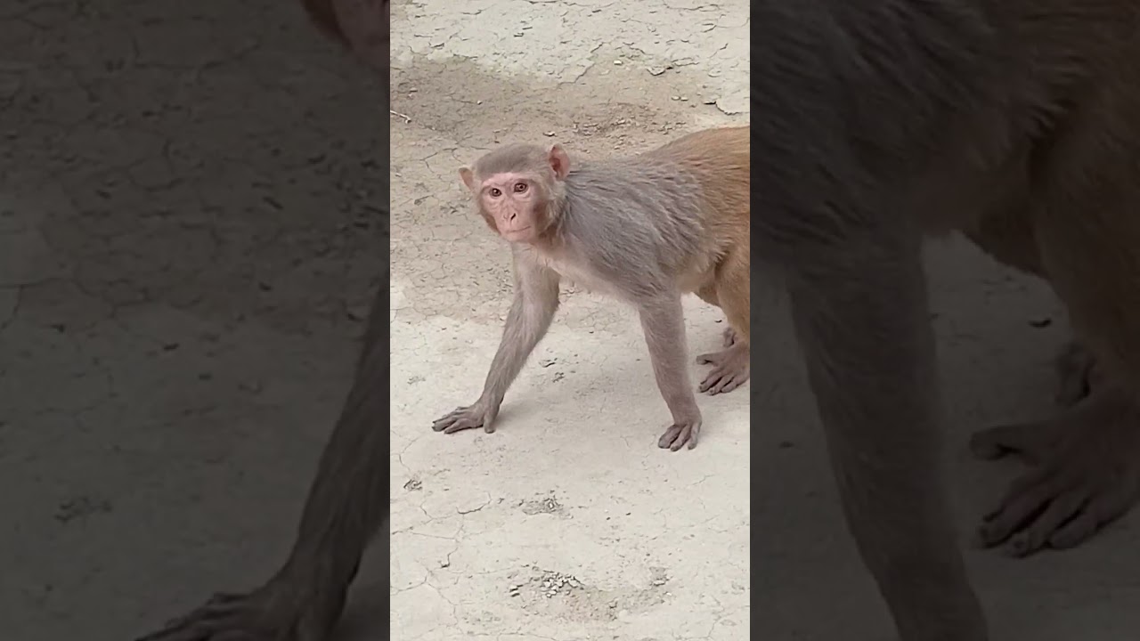 Monkey video/animals/ discovery / animal planet/ very beautiful animals/