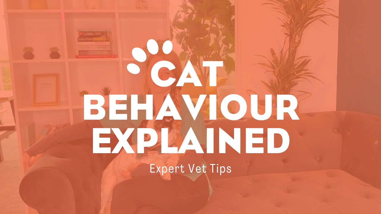 Understanding Your Cat's Behaviour: Expert Vet Tips