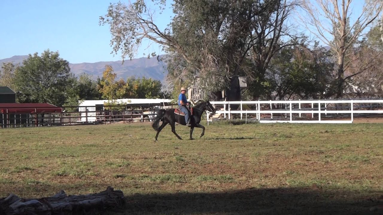 Black Satin - Missouri Foxtrotter Mare doing a variety of gaits
