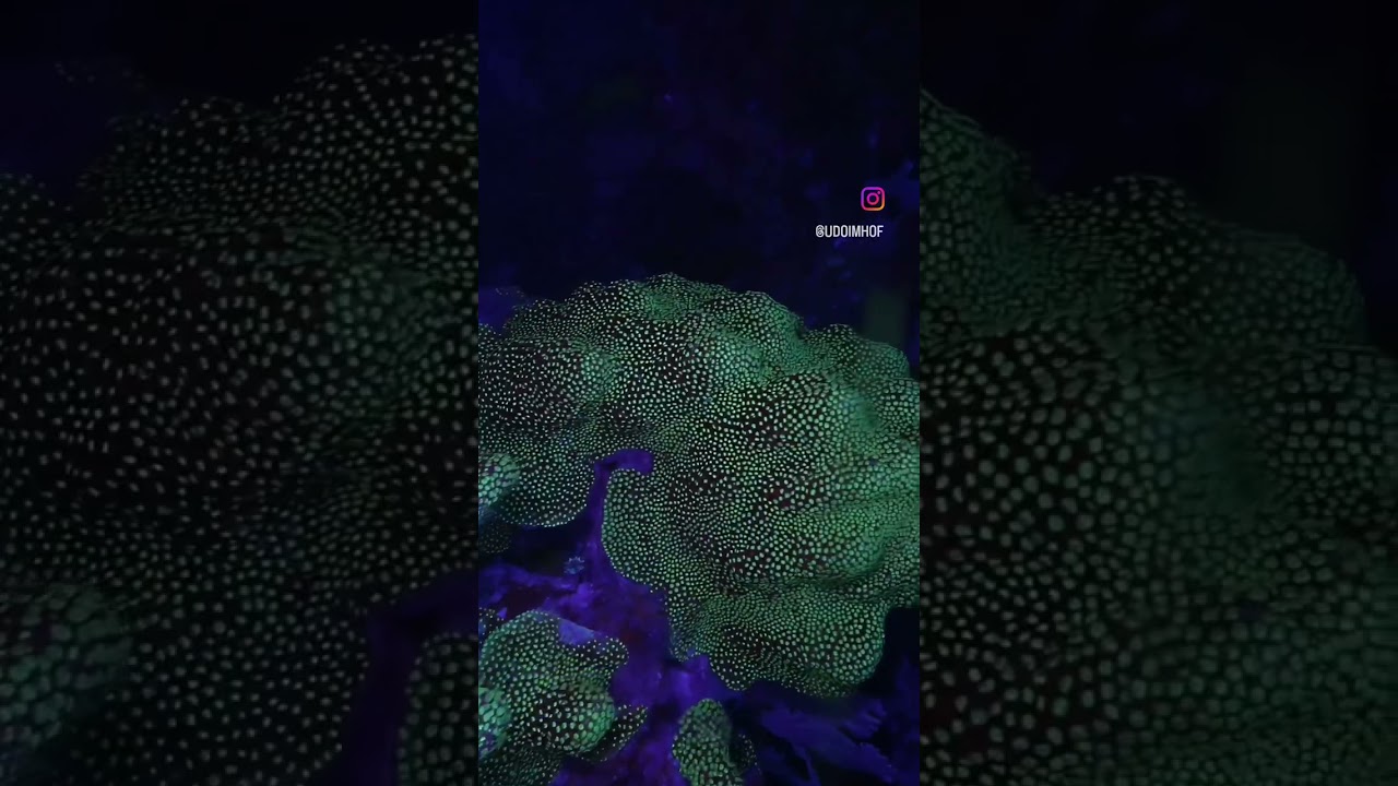 Gliding over a coral reef on a fluorescent night dive is an unforgettable memory.