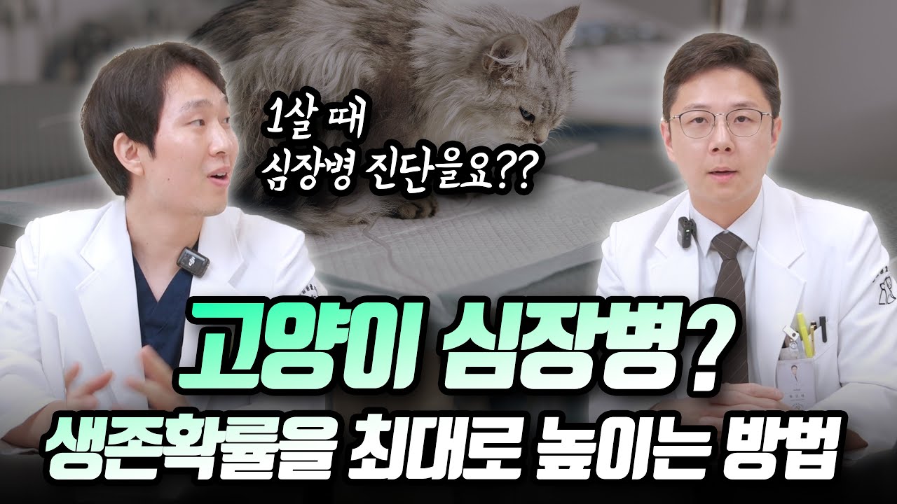 고양이 심장병? '이것'이 최고의 치료입니다