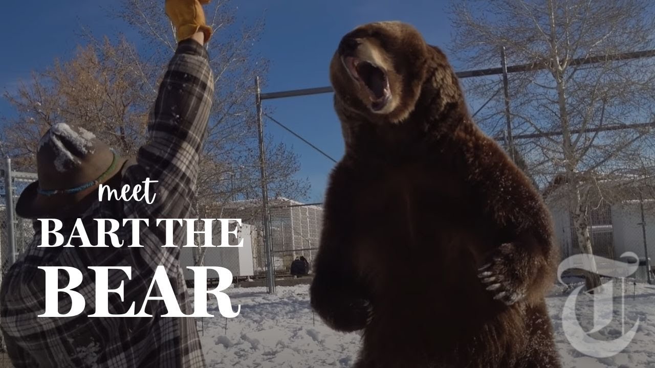 Who is Bart the Bear?