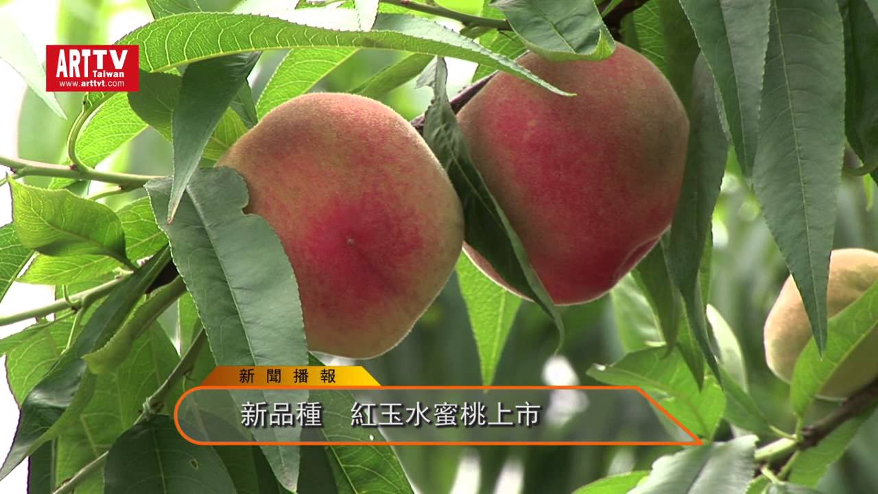 水蜜桃新品種