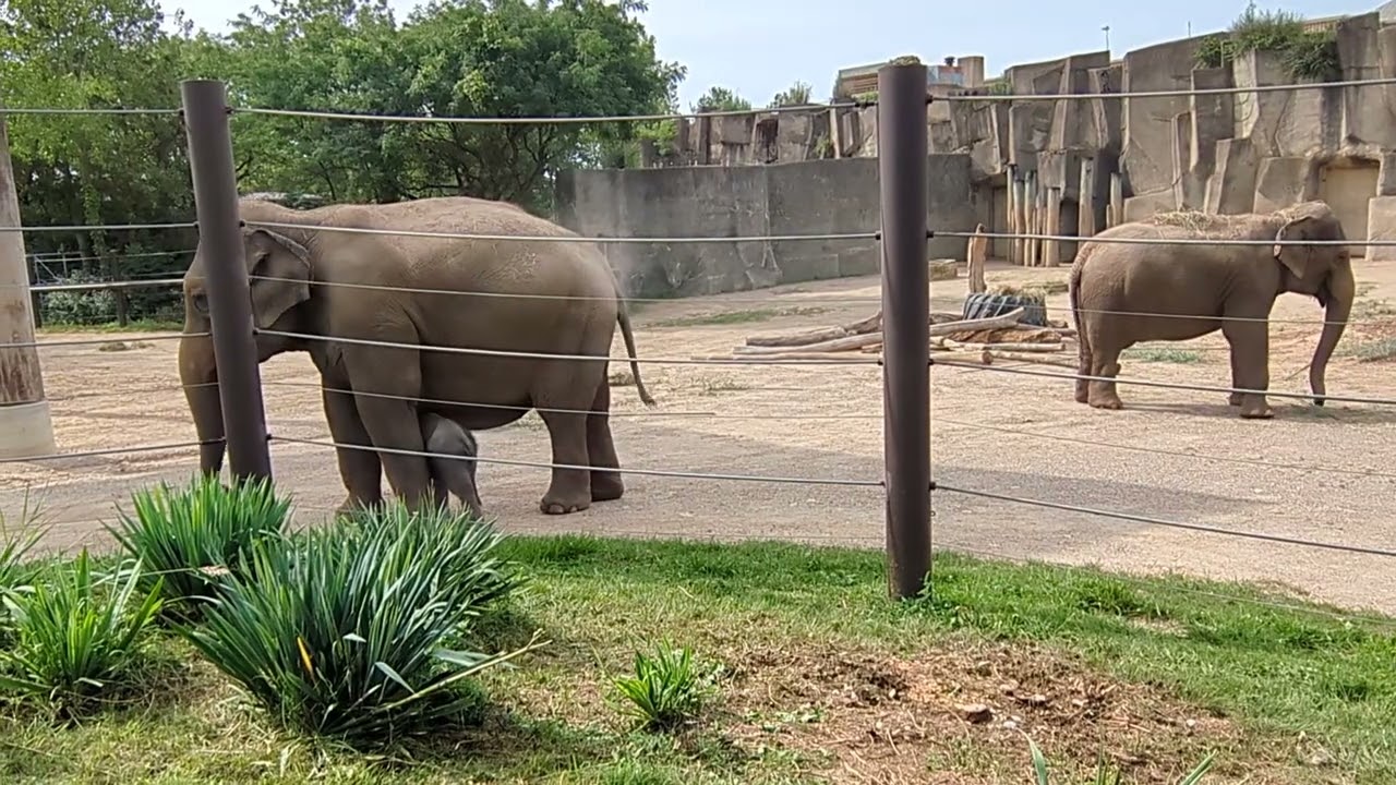 Columbus Zoo baby elephant debut with mom and aunt