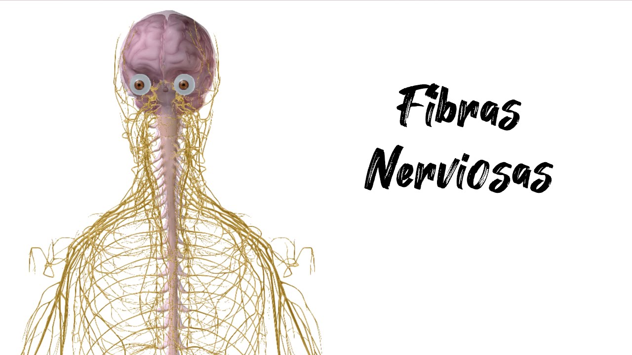 Fibras Nerviosas | MedSch