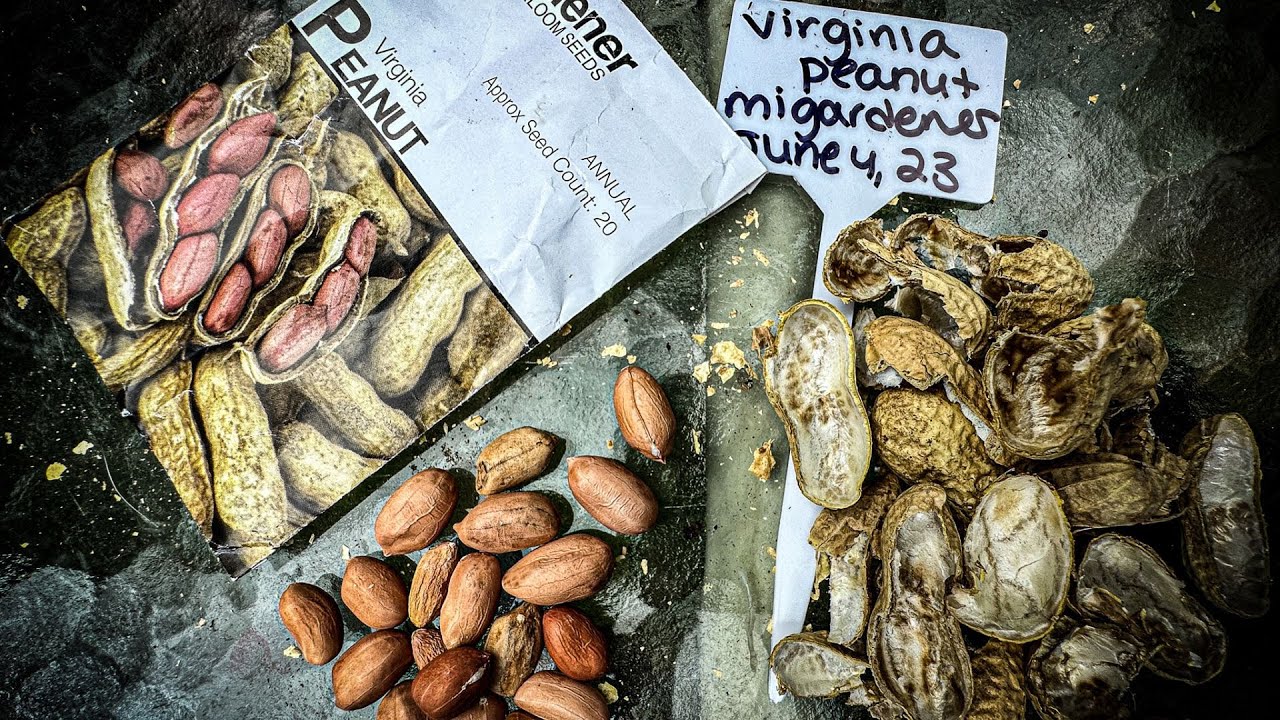 🥜 SOWING VIRGINIA PEANUTS IN A FABRIC POT | Connecticut Garden