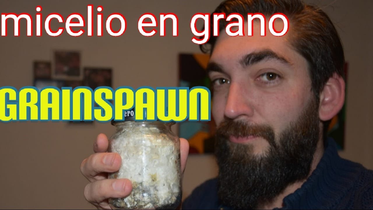 🍄Cómo hacer MICELIO en grano🍄 ( Grain spawn ) + 2 tips INCREÍBLES🍄