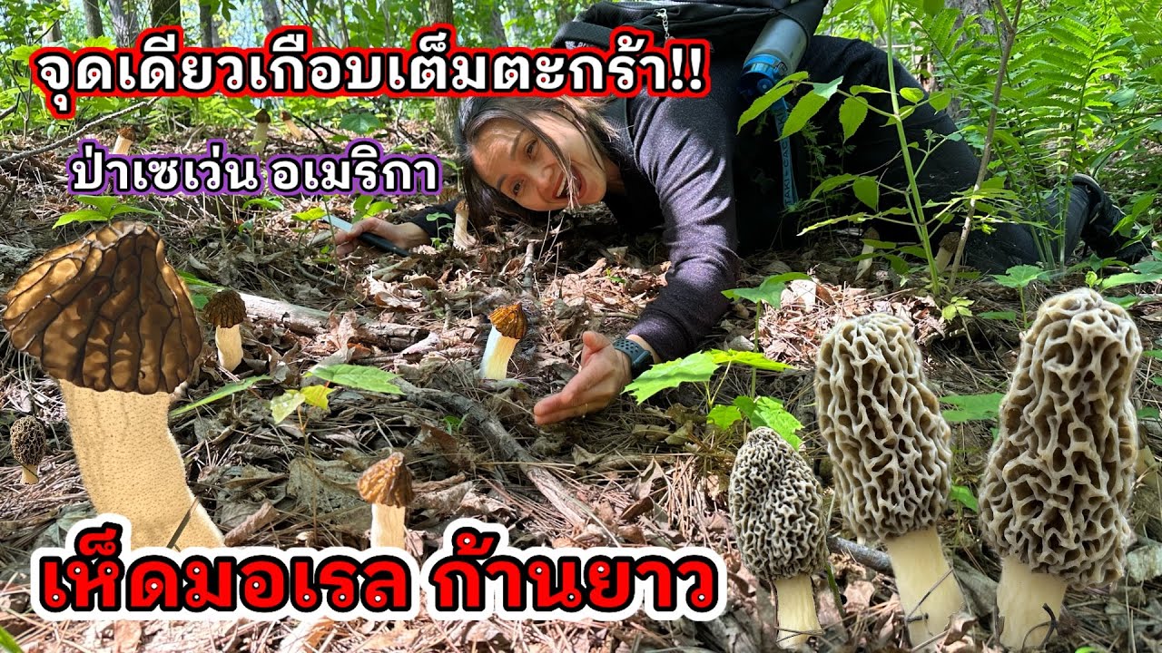 V368 No disappointment! Picked up wild morels in seven places, almost filling the basket! Big Mor...