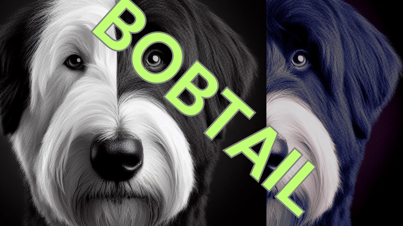 Transformando un Antiguo Pastor Inglés o bobtail