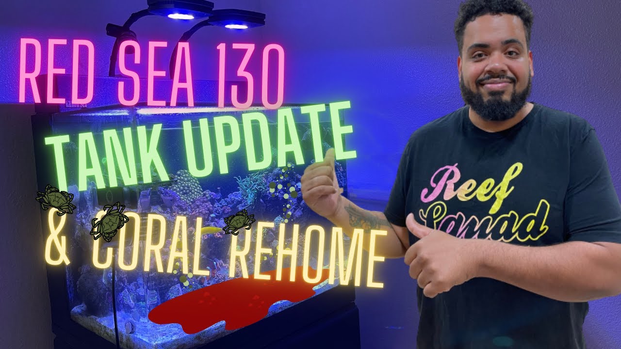 Red Sea 130 Tank update & coral rehome
