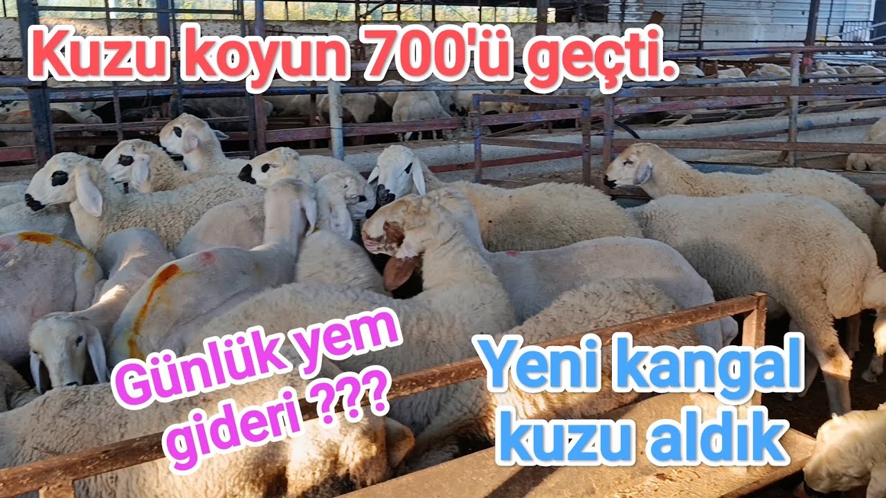 Koyun kuzu besideki mal 700'ü geçti. Yeni kangal kuzular aldık.