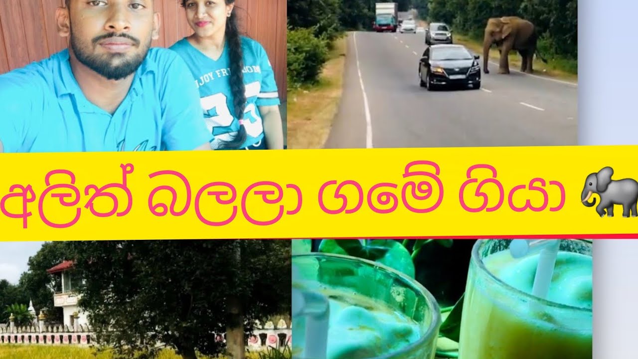 🍃ගමට ගිය ගමන 🐘 | අතරමග අලිත් දැක්කා 😲 | කෑම බීමත් එක්ක ලස්සන Vlog එකක්