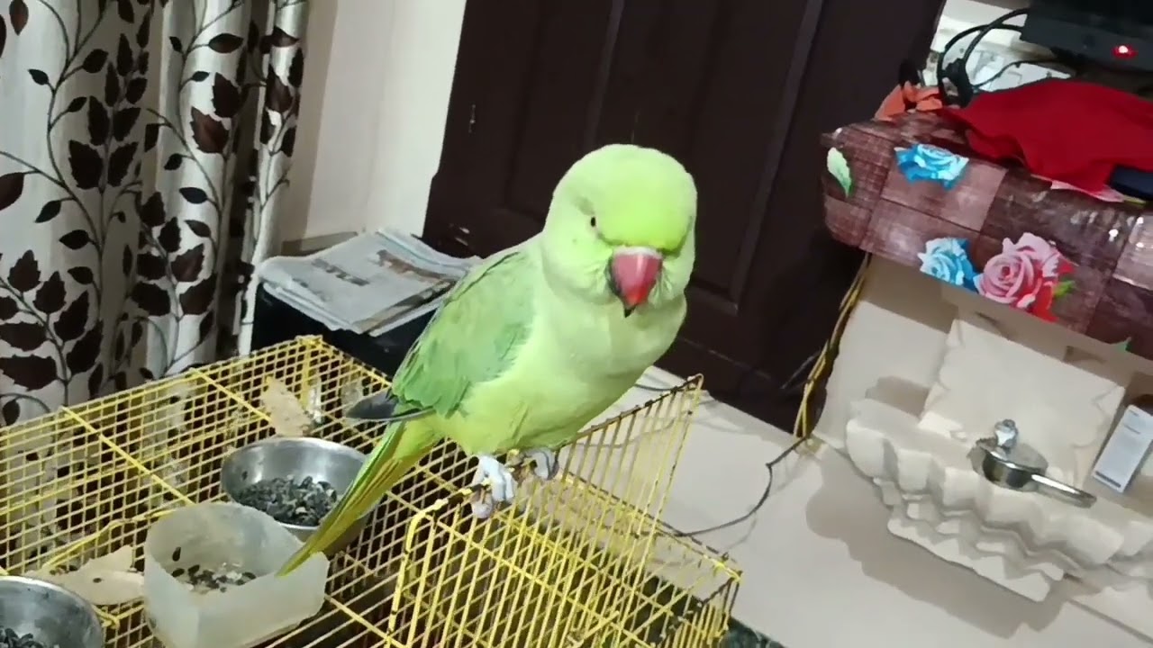  Talking parrot 🦜mithu mithu bolne wala srrari parrot@mithurajavlogs23