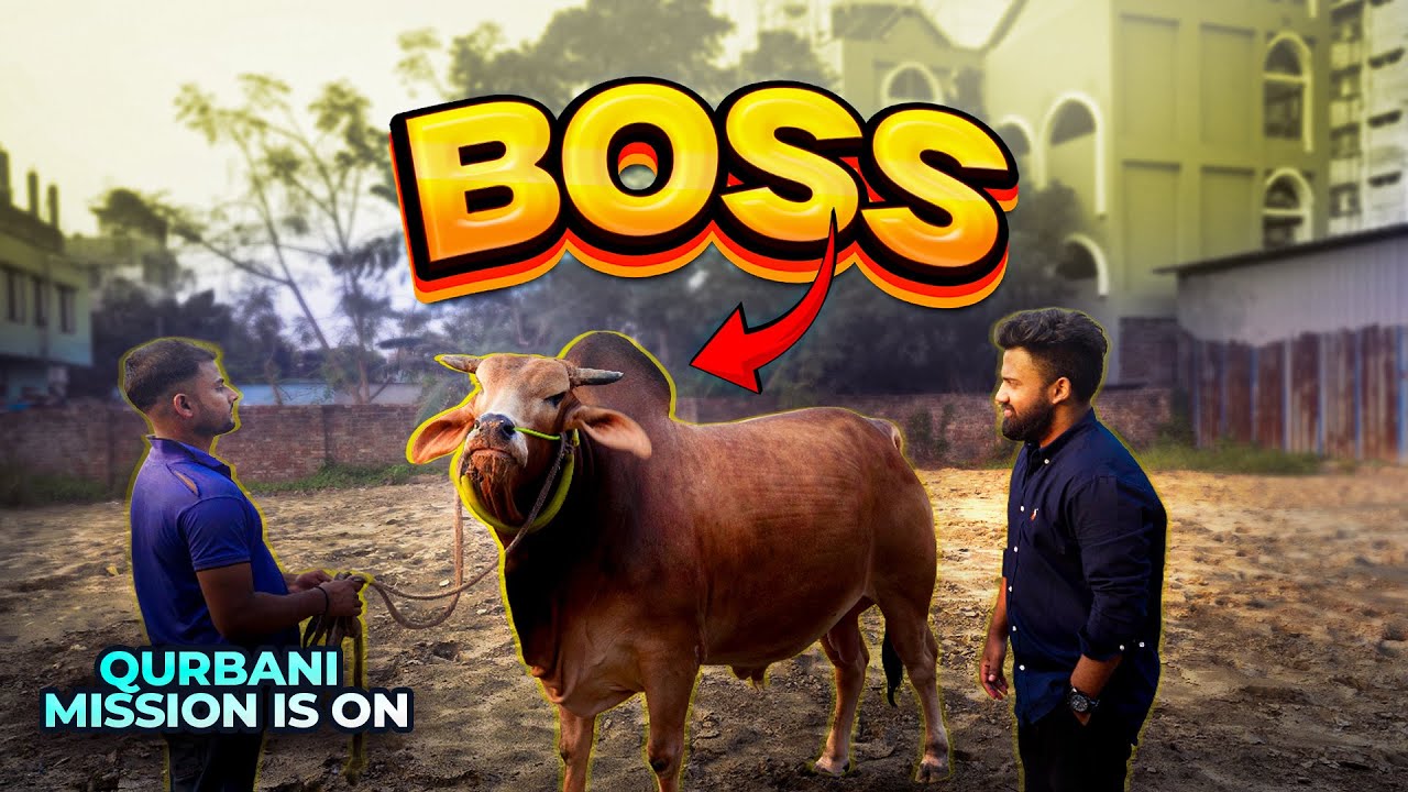 Qurbani Mission Is On | Boss | Eid Ul Azha 2026 | Samarai Cattle Farm | Gorur Vlog