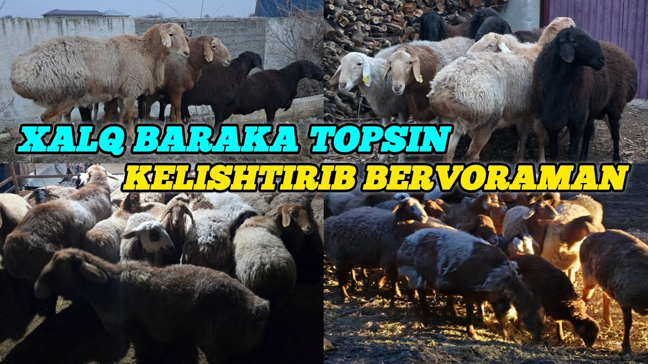 QOZOG'ISTON QO'CHQORLARI QIRG'IZISTON BARAKALI QO'YLARI SOTILADI 