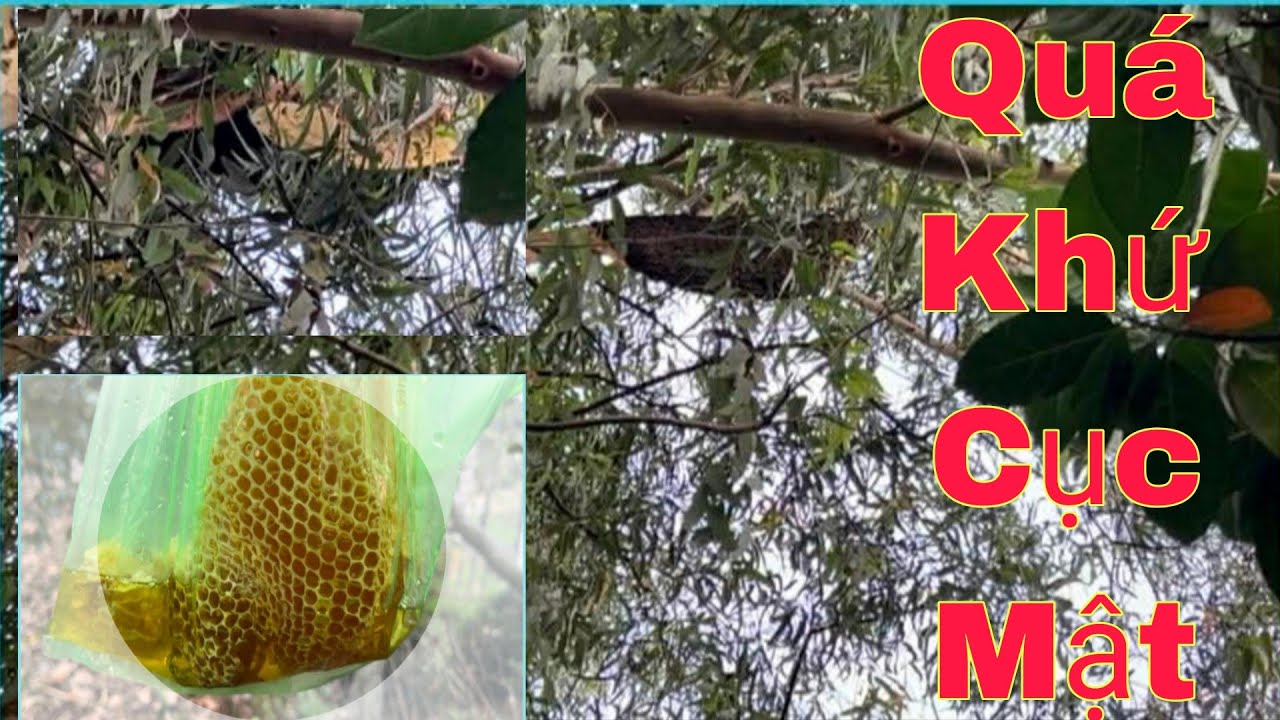 Săn Bắt Ong Rừng quá khứ cục mật Rồi