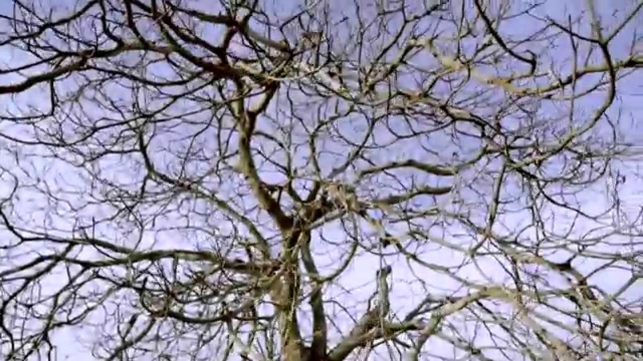 Eddy Tussa -  retrato