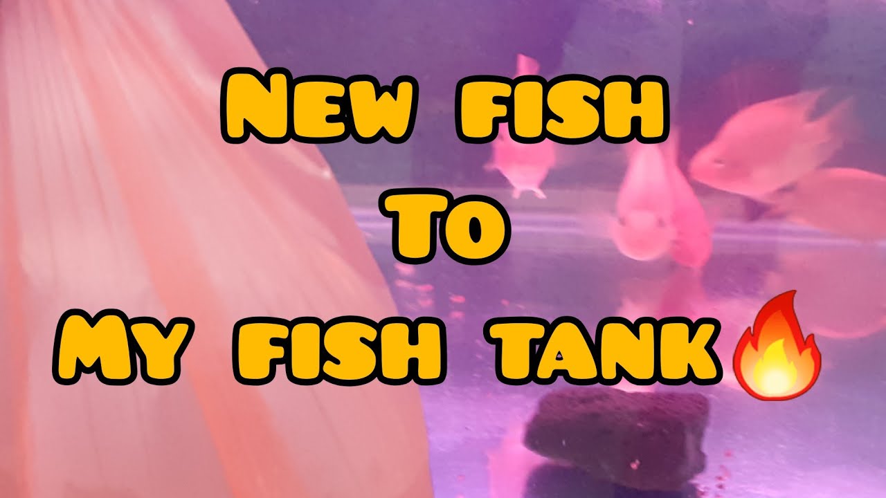 TIPS FOR ADD FISH IN FISH TANK in Tamil || New Fish To My Fish Tank || PREDATOR FISH INSIDE ||