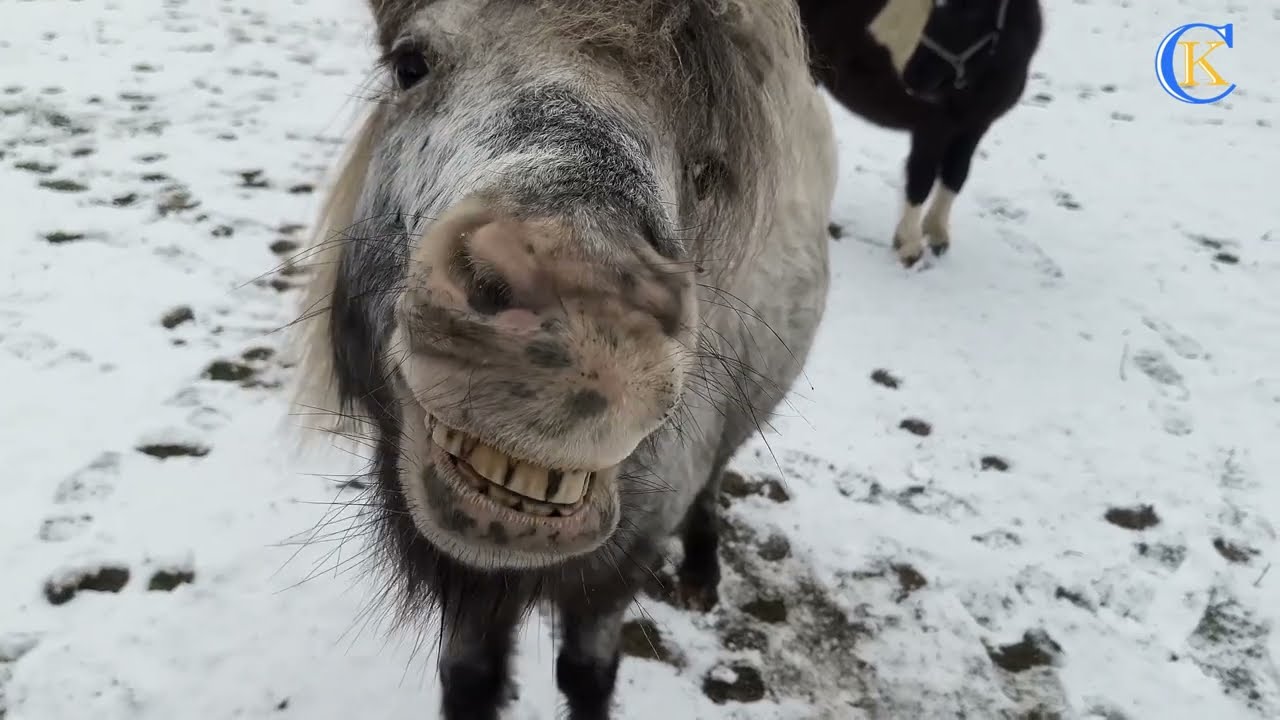 Кінь, що сміється