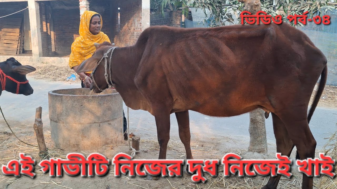 এই গাভীটি নিজের দুধ নিজেই খাচ্ছে,ভিডিও টি না টেনে দেখুন #cow #viral #animals #farming #dairyfarm 