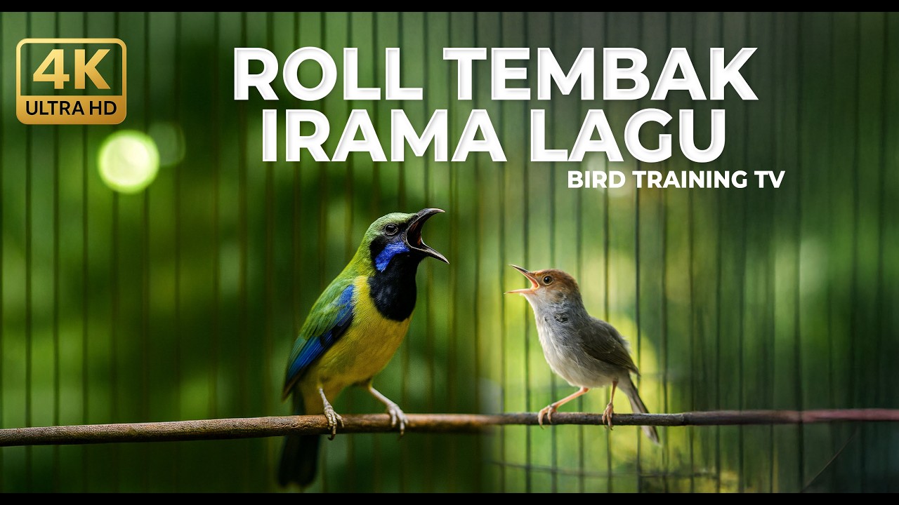 🔴 Live Masteran Irama Lagu Roll Tembak Cucak Cungkok Super Gacor Mix Prenjak Betina Tir Panjang