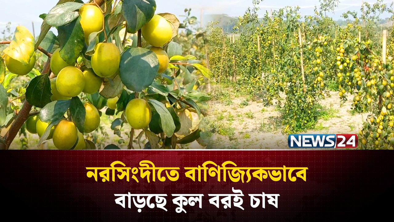বেশি লাভজনক হওয়ায় বাড়ছে বিভিন্ন জাতের কুল বড়ই চাষ | News24