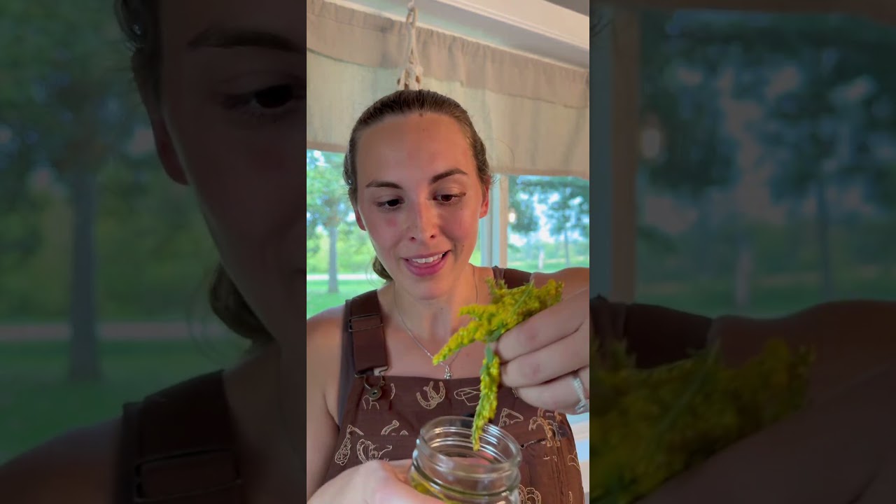 Golden rod tincture for arthritis #tincture #herbalmedicine #herbalremedy #herbalism