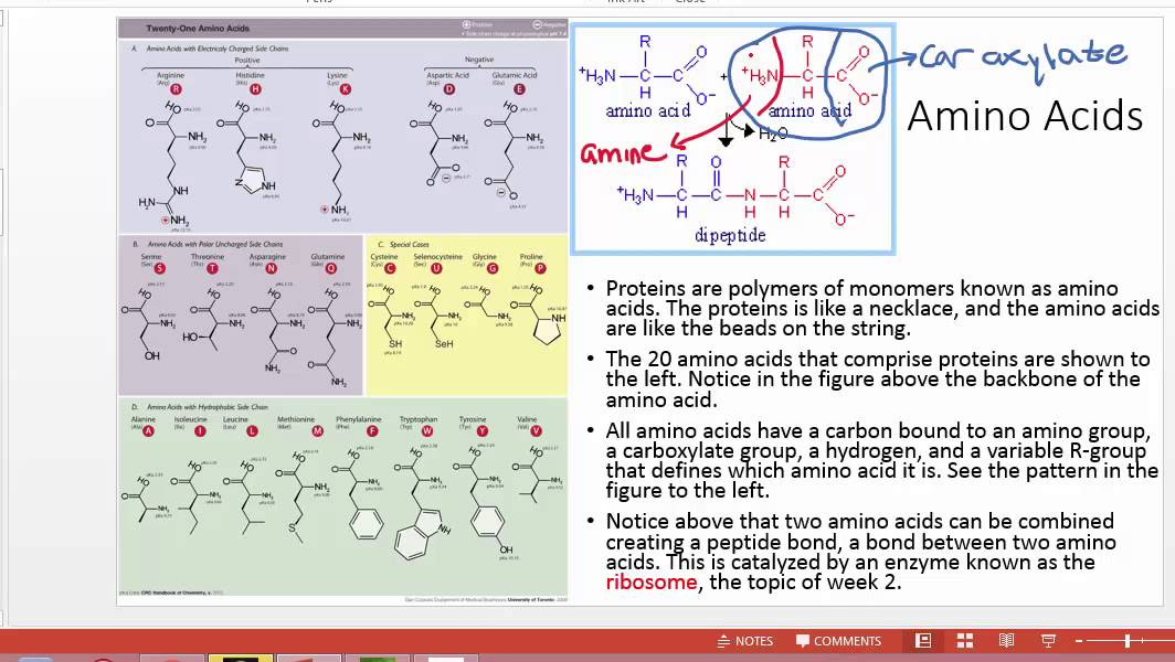 Proteins and Enzymes for Anatomy and Physiology