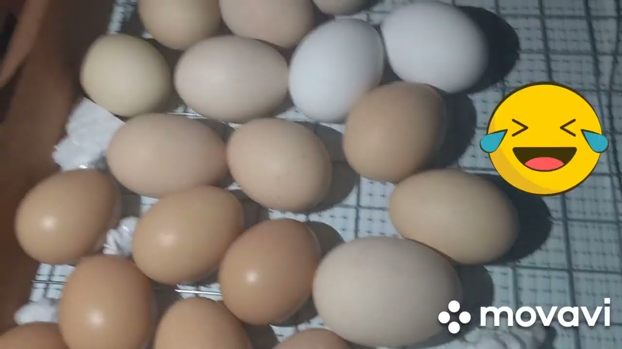 овоскопирование куриного яйца на 7 сутки. 2 ночи без света,сказалось ли на яйце/ Из Урала в матрицу