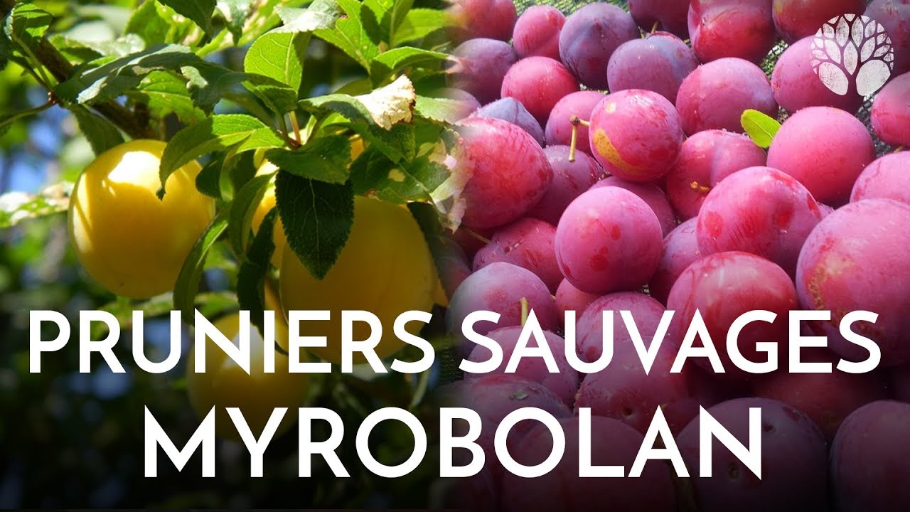 Pruniers sauvages, le myrobolan Prunus cerasifera