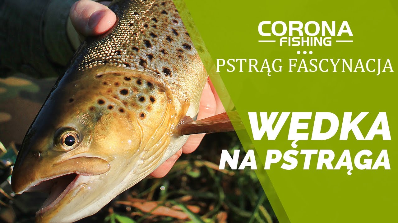 Wędka na pstrąga - Pstrąg Fascynacja Corona Fishing
