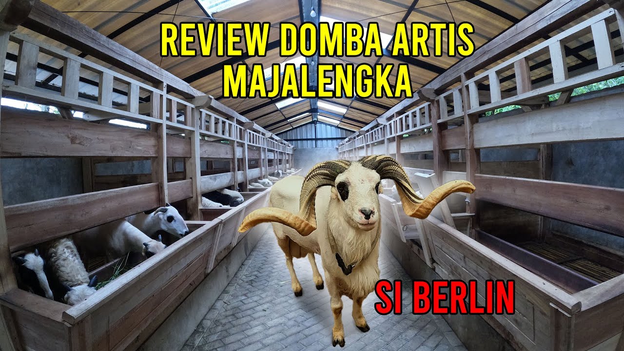 Review Kandang Domba Mewah Si Berlin Artis Majalengka | PDP S THIAGARAJAH