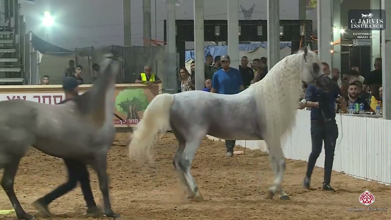 Egyptian Event Israel 2023  Horse Presentation