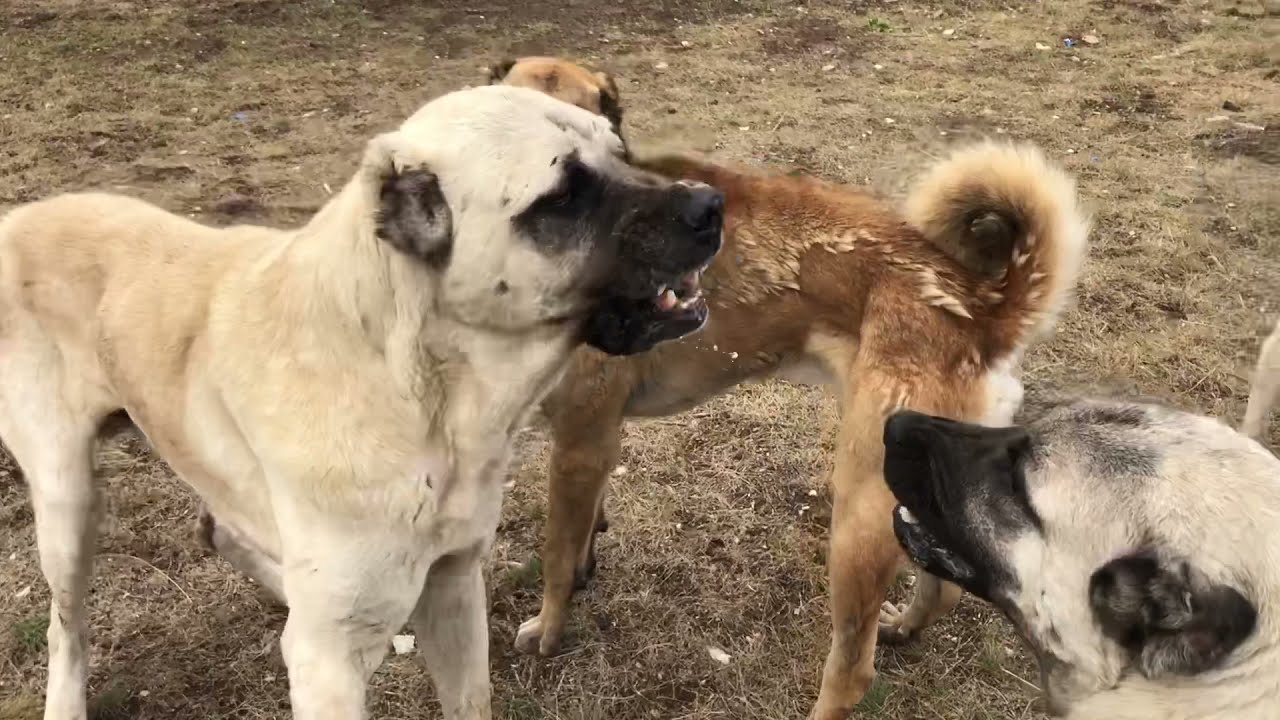 1 YAŞINDAKİ KANGAL VE 5 YAŞINDAKİ DEV GİBİ MALAKLI