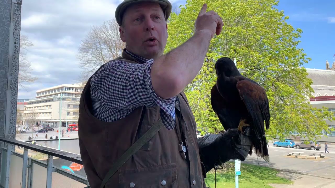 Harris Hawk on patrol in city centre