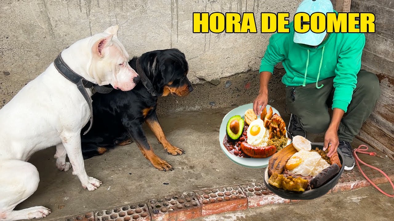 El mejor ALIMENTO para tu PERRO - DOGO ARGENTINO & ROTTWEILER