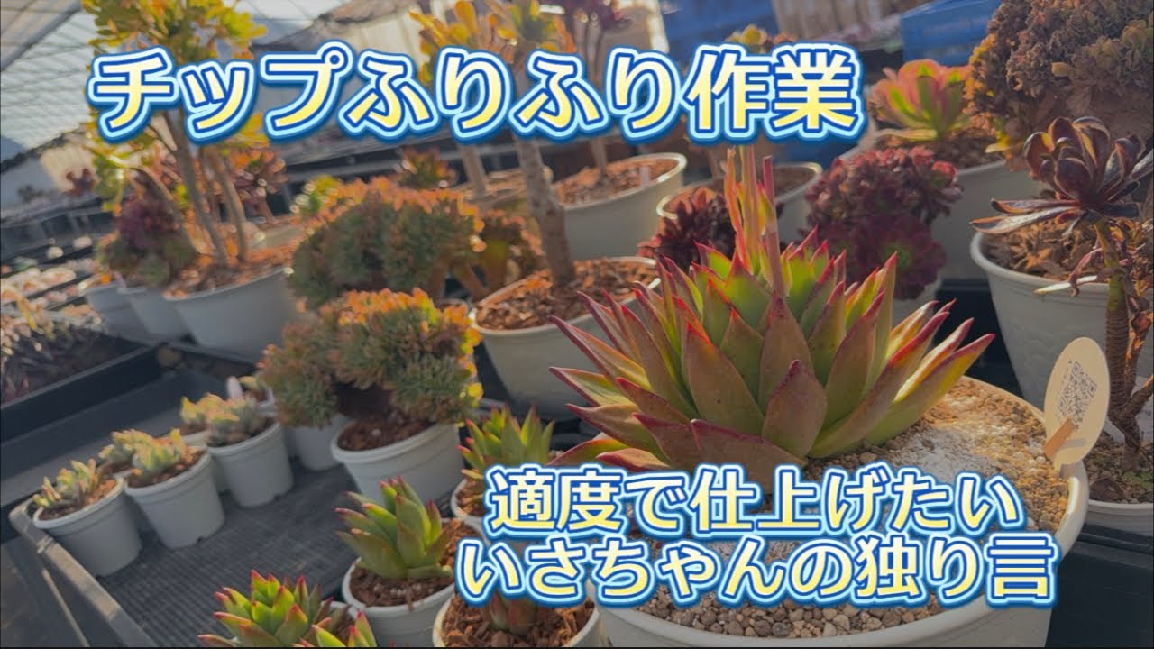 【チップふりふり】作業配信💖これやるの忘れてた🤣💦【いさちゃんの独り言】