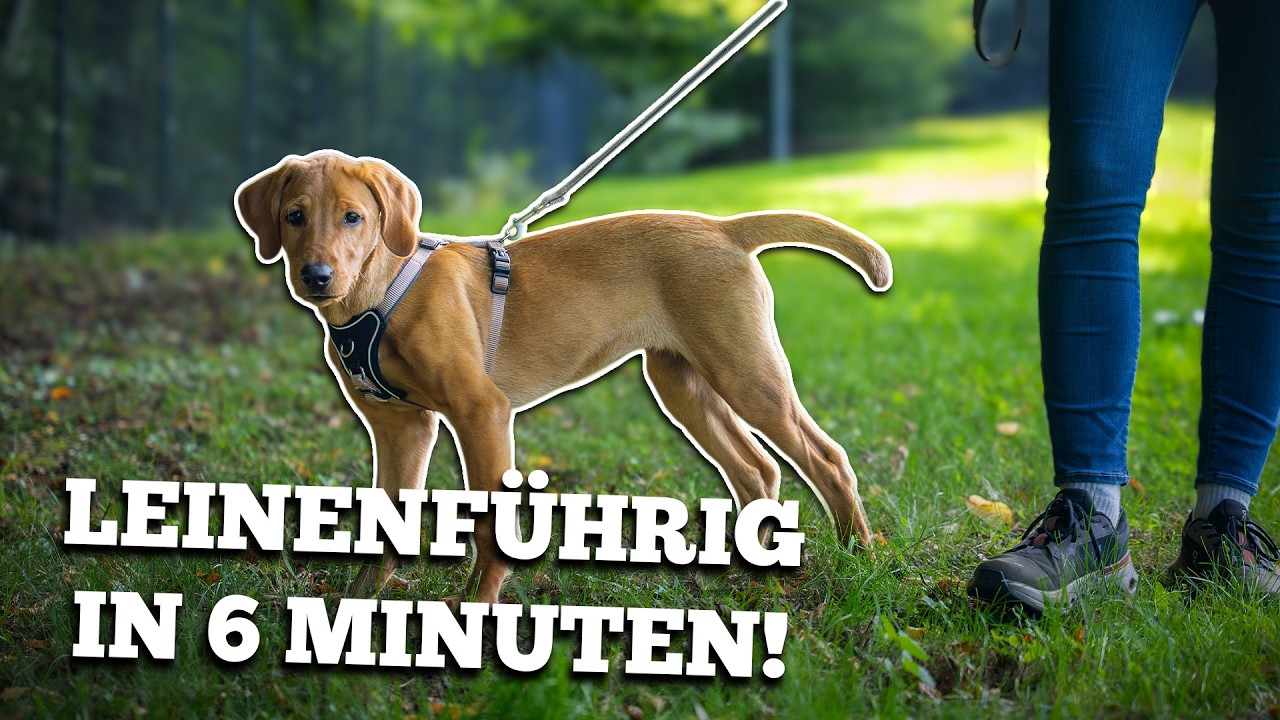 Hund zieht an der Leine? - Leinenführigkeit beim Welpen trainieren