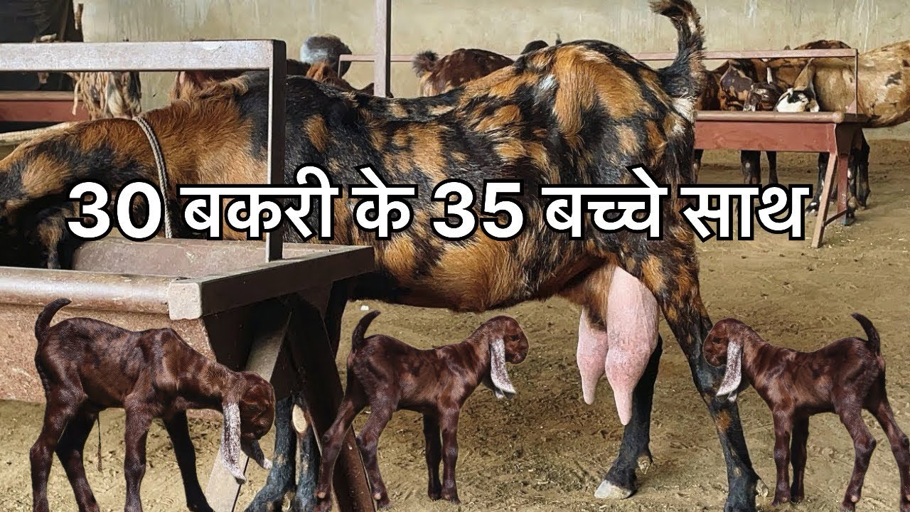 30 बकरिया बच्चे वाली (राजस्थान गोट फ़ार्म अजमेर ) जय तोषिक 9783341533 