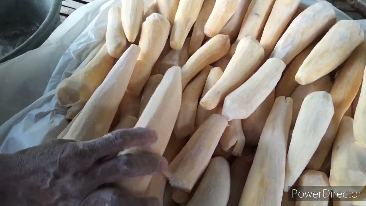 Proses permentasi tape singkong ( Peuyeum Bandung )