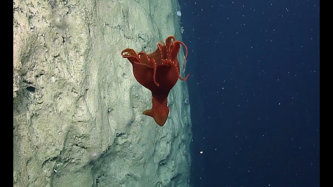 Out of this World Cirroteuthid Octopus Spotted Hovering Over Moon-like Seascape | Nautilus Live